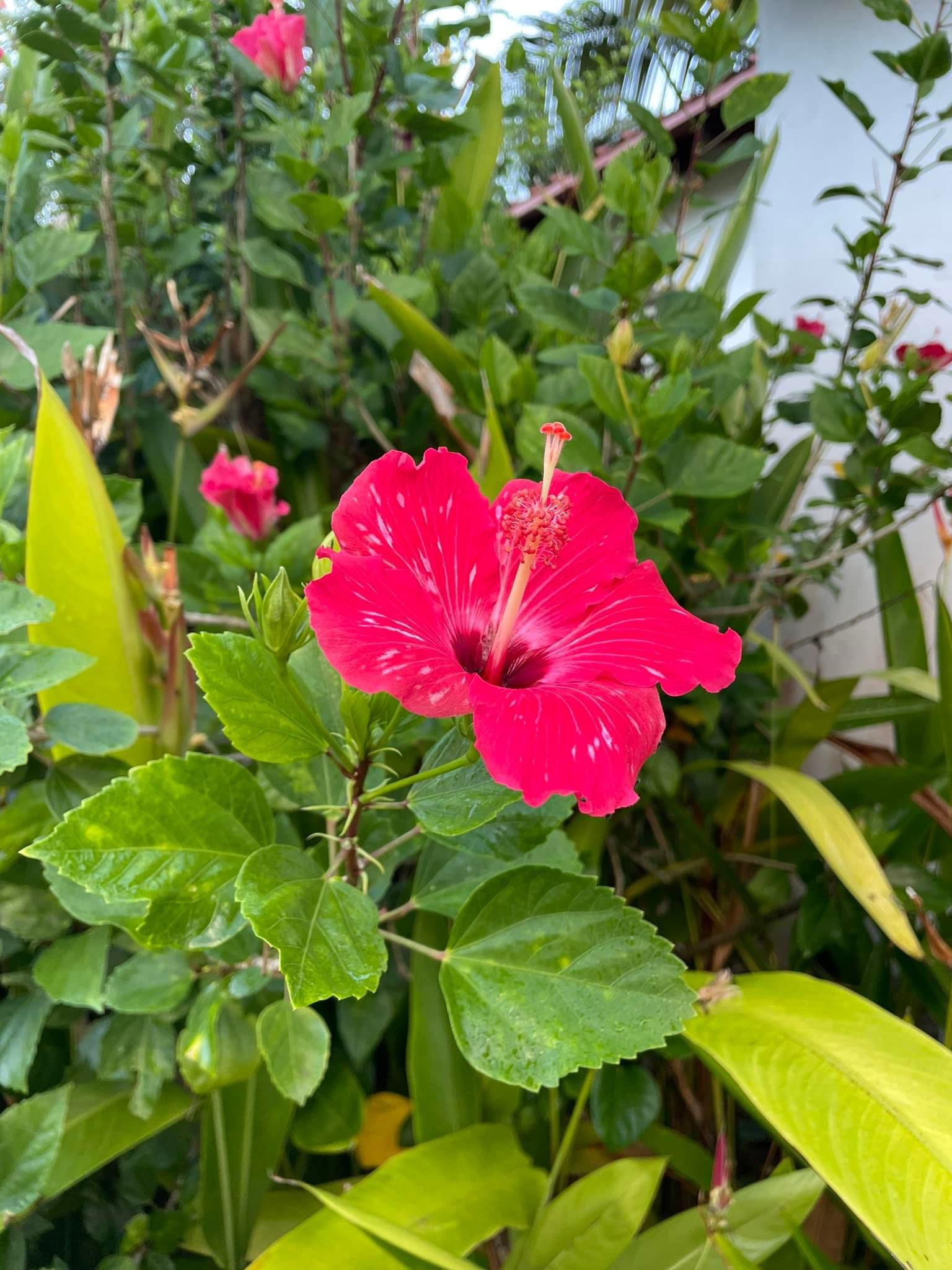 Nomading: T-Minus 98 Weeks. Everybody has a plan until they get punched in the face